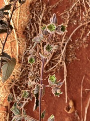 Abutilon cryptopetalum