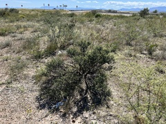 Condalia ericoides