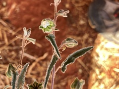 Abutilon cryptopetalum