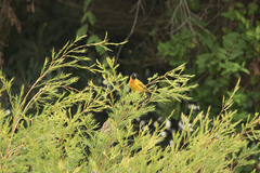 Ploceus melanocephalus