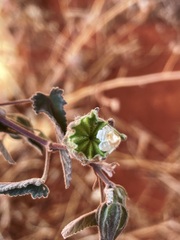 Abutilon cryptopetalum