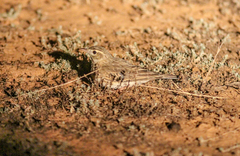 Anthus australis