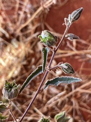 Abutilon cryptopetalum