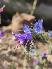 Echium vulgare