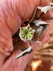 Abutilon cryptopetalum