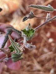 Abutilon cryptopetalum
