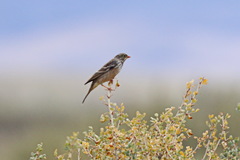 Emberiza hortulana