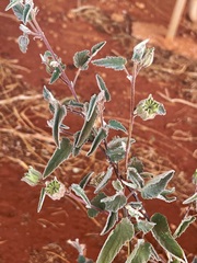 Abutilon cryptopetalum
