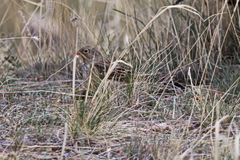 Emberiza hortulana