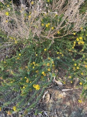 Phyllota phylicoides