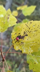 Harmandiola tremulae