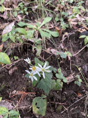 Eurybia