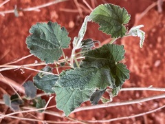 Abutilon cryptopetalum