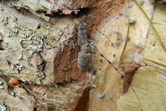 Acanthocinus aedilis