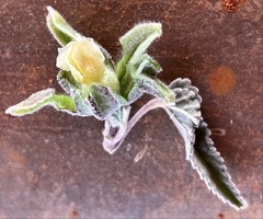Abutilon cryptopetalum