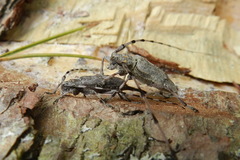 Acanthocinus aedilis