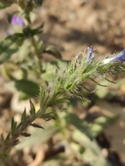 Echium vulgare