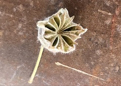 Abutilon cryptopetalum