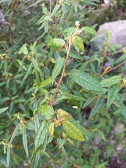 Croton