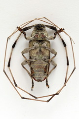 Acanthocinus aedilis