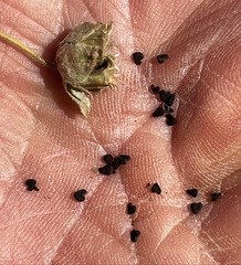 Abutilon cryptopetalum