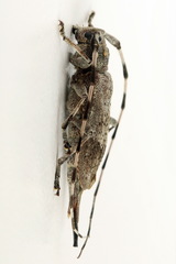 Acanthocinus aedilis