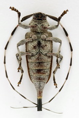 Acanthocinus aedilis