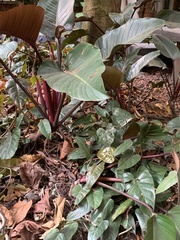 Philodendron erubescens