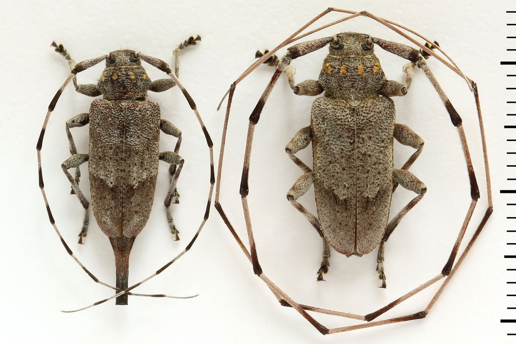 Acanthocinus