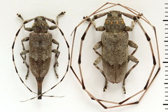 Acanthocinus aedilis