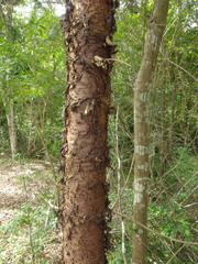 Araucaria cunninghamii
