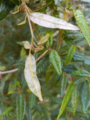 Croton