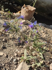 Echium vulgare