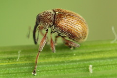 Anthonomus pinivorax