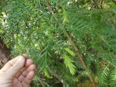 Araucaria cunninghamii