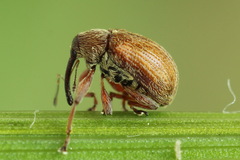 Anthonomus pinivorax