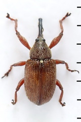 Anthonomus pinivorax