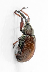 Anthonomus pinivorax