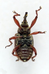 Anthonomus pinivorax