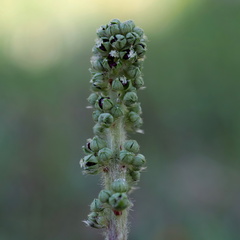 Acaena echinata
