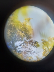 Corythaixoides concolor