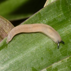 Pallifera