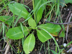 Brachyscome decipiens