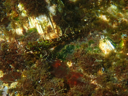 Chilean triplefin (Helcogrammoides chilensis) — Tripterygiidae — 5