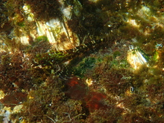 Helcogrammoides chilensis