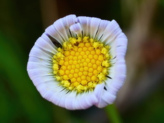 Brachyscome decipiens