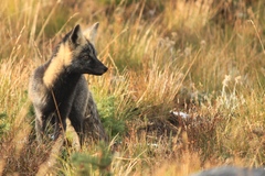 Vulpes vulpes cascadensis