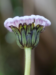Brachyscome decipiens
