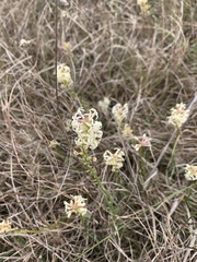 Stackhousia subterranea