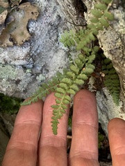 Asplenium bradleyi